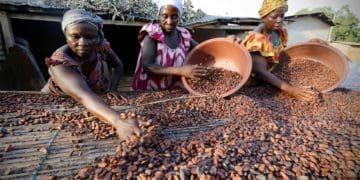 Women from a local cocoa farmers association called BLAYEYA spread cocoa beans to dry in Djangobo, Niable in eastern Ivory Coast, November 17, 2014. REUTERS/Thierry Gouegnon/File Photo - RTSGP0Y