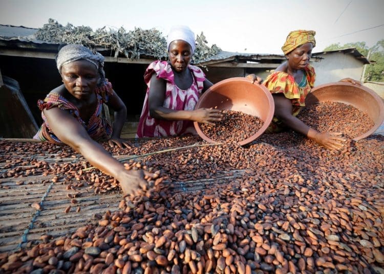 Women from a local cocoa farmers association called BLAYEYA spread cocoa beans to dry in Djangobo, Niable in eastern Ivory Coast, November 17, 2014.  REUTERS/Thierry Gouegnon/File Photo - RTSGP0Y