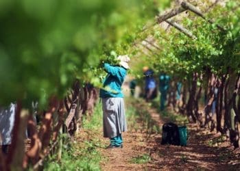 The Peace Table Grapes, a women’s co-operative in the village of Moganyakain the Ephraim Mogale Municipality exports grapes to Europe and won in best export category in the Female Farmer of the Year Awards. Photo: Lucas Ledwaba/Mukurukuru Media