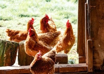 The goal poultry industry has thrived during lockdown in South Africa. Image: Brett Jordan/Unsplash