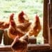 The goal poultry industry has thrived during lockdown in South Africa. Image: Brett Jordan/Unsplash