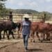 Sphiwe Ntuli grazing her cattle in her farm in Mpumalanga. Picture by Tebogo Mokwena