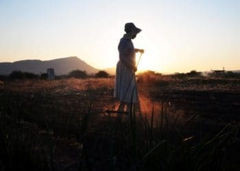 Rosinah Mahlatji prepares the soil to plant butternut ahead of the rainy season. She is part of the at the Malokela Women's Project in Malokela, Sekhukhune in Limpopo. Photo: Lucas Ledwaba/Mukurukuru Media