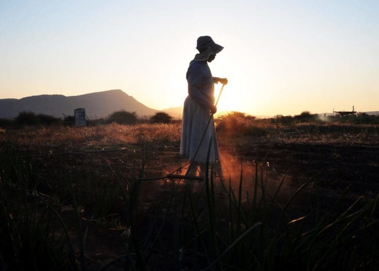 Rosinah Mahlatji prepares the soil to plant butternut ahead of the rainy season. She is part of the at the Malokela Women's Project in Malokela, Sekhukhune in Limpopo. Photo: Lucas Ledwaba/Mukurukuru Media