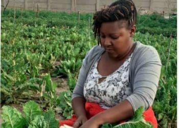 Dorothy Mapasure in her garden patch has urged government to release more land. Picture : Supplied