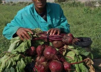 Lefa Kgwadimanyane from Jane Furse in Limpopo farms and sells beetroot. Photo : Supplied