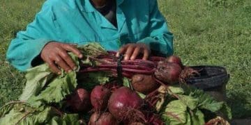Lefa Kgwadimanyane from Jane Furse in Limpopo farms and sells beetroot. Photo : Supplied