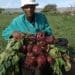 Lefa Kgwadimanyane from Jane Furse in Limpopo farms and sells beetroot. Photo : Supplied
