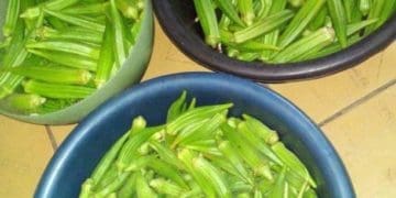 Okra that is produced by Godfrey Makhombothi