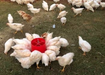 Government has announced a poultry master plan to boost the industry.