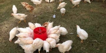 Government has announced a poultry master plan to boost the industry.