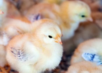 Youth encouraged to get in poultry business