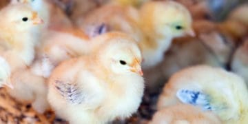 Youth encouraged to get in poultry business