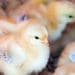 Youth encouraged to get in poultry business