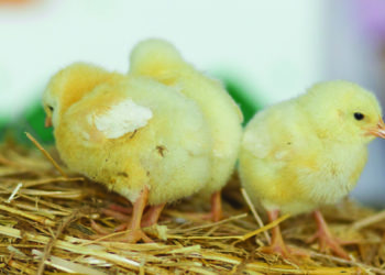 FairPlay Movement not happy with chicken dumping