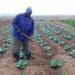 The farmer Bongani Mtshali,