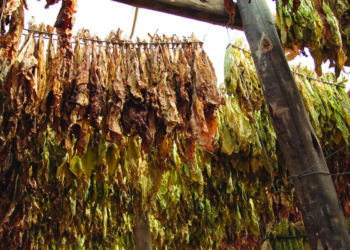 Production of illicit cigarettes