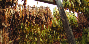 Production of illicit cigarettes