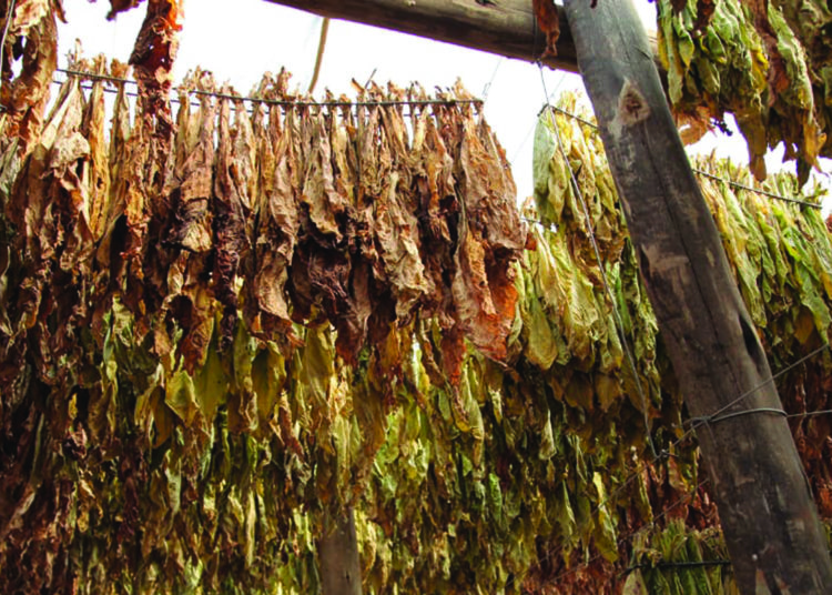 Production of illicit cigarettes