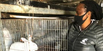 Daisy Moleko, owner of rabbit farm