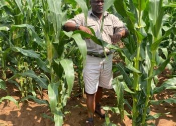 Phaladi Matsole of Sebata Maize Meal