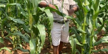 Phaladi Matsole of Sebata Maize Meal