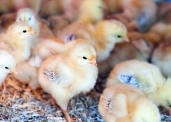 Poultry farming requires patience