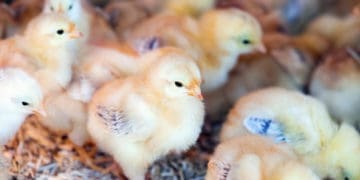 Poultry farming requires patience