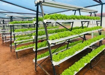 Lettuce that is produced by farmer Godfrey Rasogo