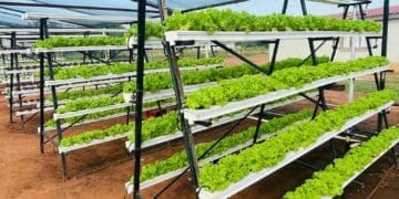 Lettuce that is produced by farmer Godfrey Rasogo