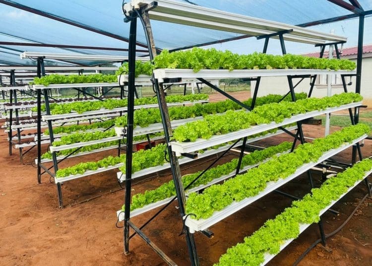 Lettuce that is produced by farmer Godfrey Rasogo