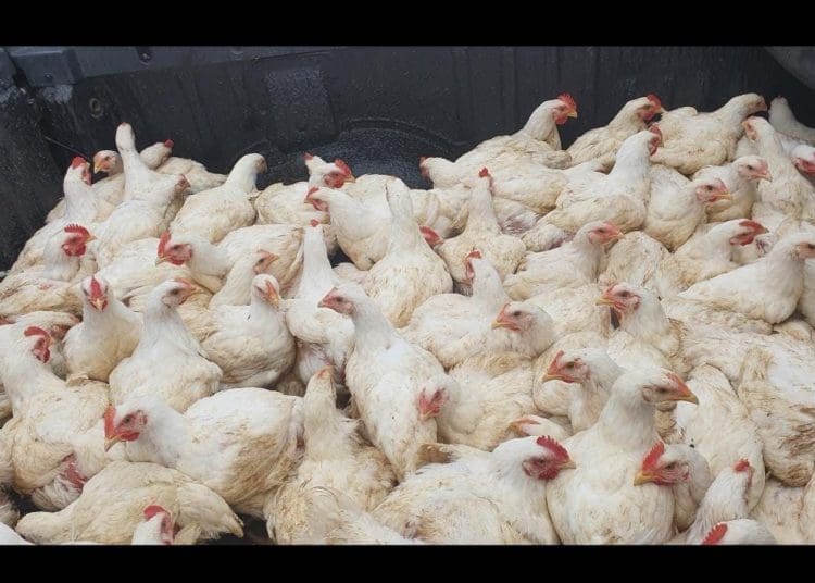 The North West-based poultry farm Twin Chicks