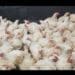 The North West-based poultry farm Twin Chicks