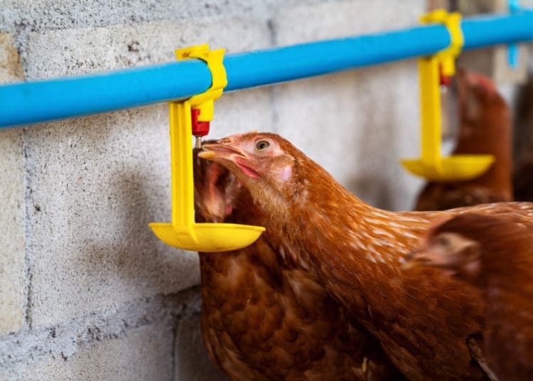 Poultry farming still has challenges