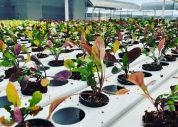 Hydroponics farming by Andile Matukane