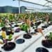 Hydroponics farming by Andile Matukane
