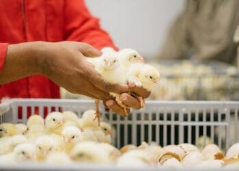 FairPlay wants Poultry Master Plan on track