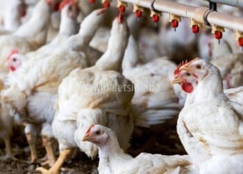 There is shortage of eggs due to avian flu
