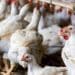 There is shortage of eggs due to avian flu