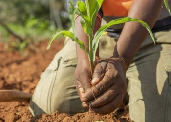 SA turns to Germany for help