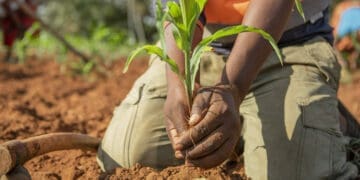 SA turns to Germany for help