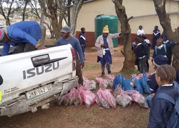 Vegetable farming co-operatives