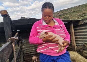 Zintle James of 
Smeja’s Fresh Harvest piggery