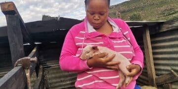 Zintle James of 
Smeja’s Fresh Harvest piggery