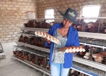 Egg farmer Lebogang Mashigo