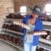 Egg farmer Lebogang Mashigo