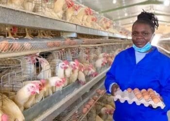 Lungile Mkhize owner of Lungile Poultry Farm