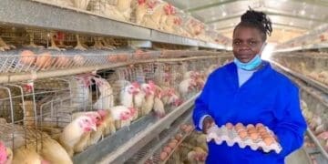 Lungile Mkhize owner of Lungile Poultry Farm