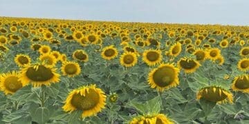 Sunflower from Rudzani Sadiki's farm