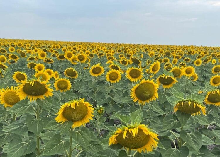 Sunflower from Rudzani Sadiki's farm